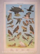 Pennsylvania Game Commission Birds of Prey Poster Print, artwork by Ned Smith 1964, 20" x 30.5",