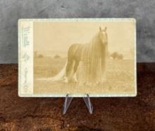 Linus the Oregon Wonder Horse Cabinet Photo