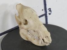 Javelina Skull TAXIDERMY