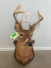 7 point, vintage W/T Deer shoulder mount, 36" tall X 23 inches out from the wall great taxidermy