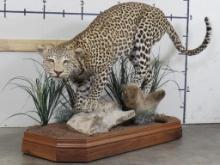 Beautiful Lifesize Leopard on Nice Base w/Wheels, High Quality TAXIDERMY