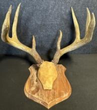 Massive White Tail Resin 8 Point Taxidermy Mount