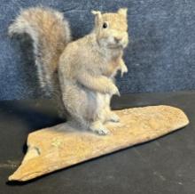 Vintage Taxidermy Brown Squirrel on Drift Wood