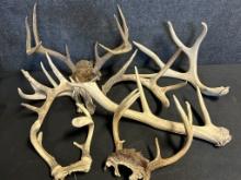 Large Lot of Misc. Deer & Elk Antlers 4 Racks + 3 Halfs
