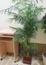 6' Palm Tree in Wood Planter