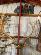 Rack of Elk Antlers