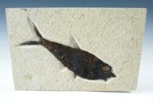 Very large 7 5/16" Fish Fossil on a 6" x 9 1/4" Slab. Kemmerer Flats in Wyoming.