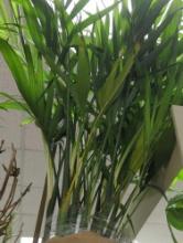 Cat Palm Plant, 34" Height, What You See in the Photos is Exactly What You'll Receive, Sold As Is -