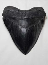 Megalodon shark tooth. Measurements in pic. Weighs 9.7 oz. Possible cast.