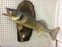 Wall Hanging Fish Mount Caught by