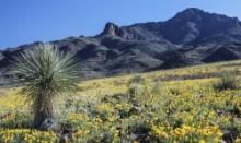 Discover Luna County, New Mexico!